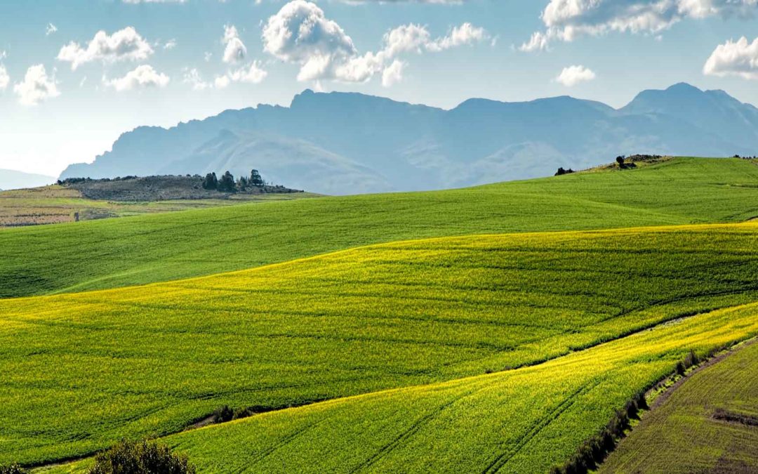 Vocation cultivation